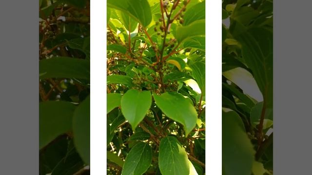 Мужское растение актинидии аргута - Дон-Жуан смотреть онлайн