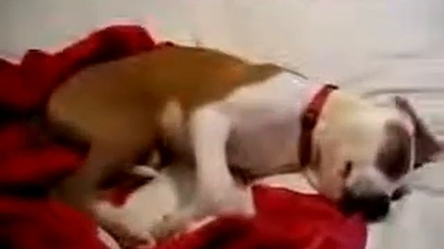 Собака хихикает во сне смотреть онлайн