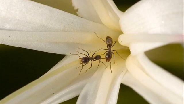 Моя Земля   моя нежность