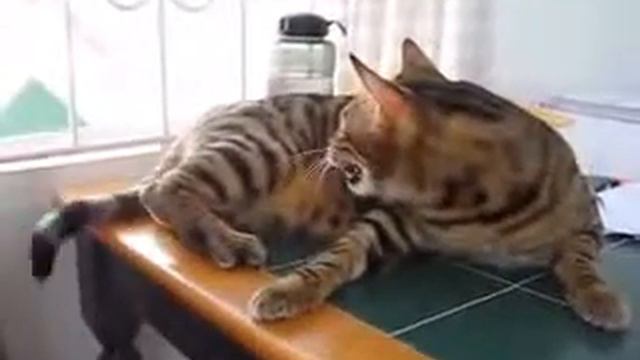 Бенгальская кошка болтает на птицу   Bengal Cat Chattering At Bird