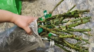 РОЗЫ. ПОСЫЛКА ИЗ ПИТОМНИКА С.Овчарова.ЗАКАЗ весна 2022 #розы #овчаров #питомникроз #заказ #весна2022