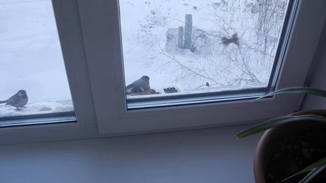 Снегири и синицы за окном. Зима 2013 смотреть онлайн