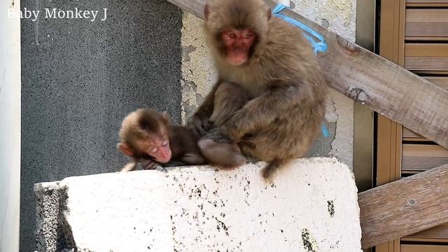 Oh! Poor baby monkey finds mom and runs, but be stopped смотреть онлайн