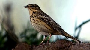 Голоса птиц Как поёт птица Конёк лесной (Anthus trivialis)