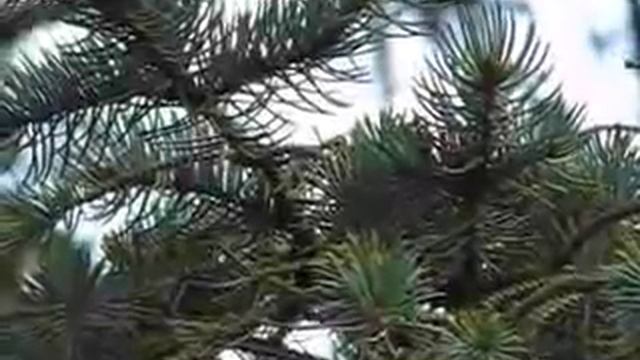 Picea Pungens - Blue Spruce смотреть онлайн