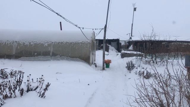 Наша собака Лютик#наша собака#собака от волонтеров#любимая собака# смотреть онлайн