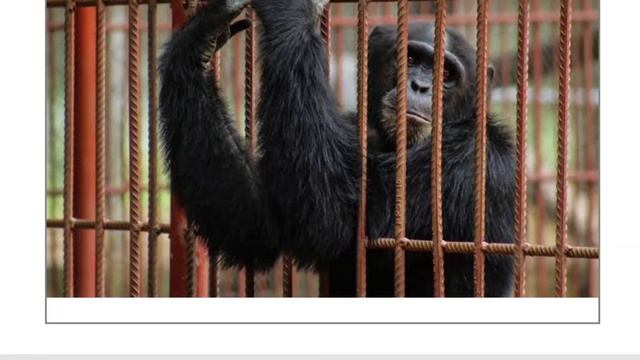 Gestalt Theory of Learning | শিখনের গেস্টাল্ট মতবাদ | Assam TET смотреть онлайн