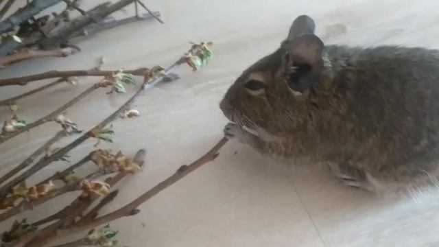 Дегу ест ветки