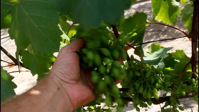 Опыление сорта Кодрянка 2019 г САТ 2400 2600. смотреть онлайн