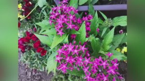 ЦВЕТОК ПЕНТАС - МОДНАЯ НОВИНКА ДЛЯ ДЕКОРА ВАШЕГО САДА /ИСПРАВЛЯЮ ОШИБКИ  ПРИ ВЫРАЩИВАНИЕ ПЕНТАСА