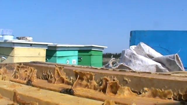 Восстановление пасеки после неблагоприятной зимовки смотреть онлайн