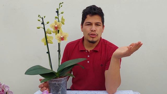 cuanto duran las flores de una orquídea!! смотреть онлайн