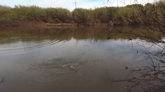 Попал на раздачу Чебака. Бешенные поклëвки. смотреть онлайн