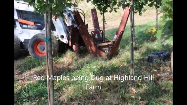 Red Sunset® Red Maple Acer rubrum 'Franksred' at HH Farm near Phila Pa смотреть онлайн