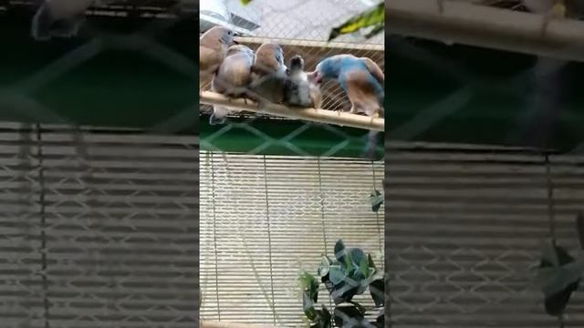 Птенцы синеголового астрильда. смотреть онлайн