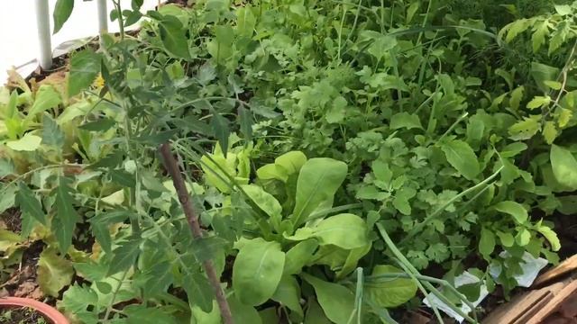 Урожай зелени в теплице ( лучшая мульча , лучшие сидериты в теплице ) смотреть онлайн
