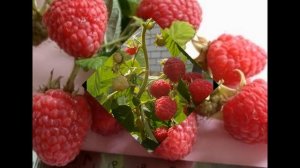 СОРТ МАЛИНЫ КРЕПЫШ - ХАРАКТЕРИСТИКА