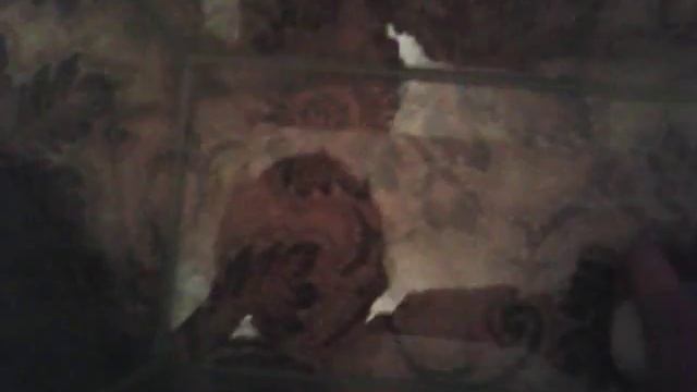 Беременная джунгарская хомячиха смотреть онлайн