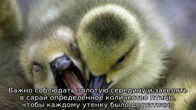 Почему утята выщипывают перья друг у друга — что делать смотреть онлайн
