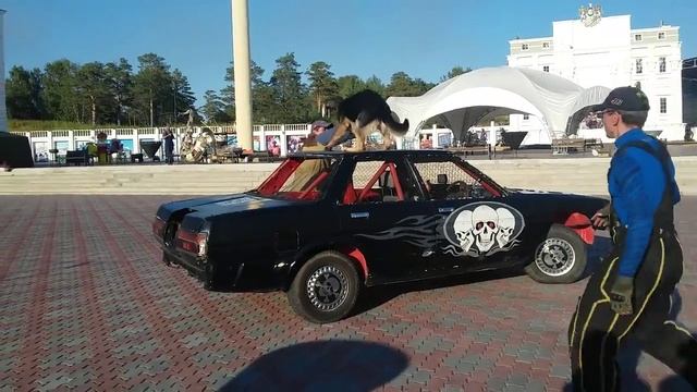 Отрывок показательного выступления кинологов при участии Андрея Крапитуса смотреть онлайн