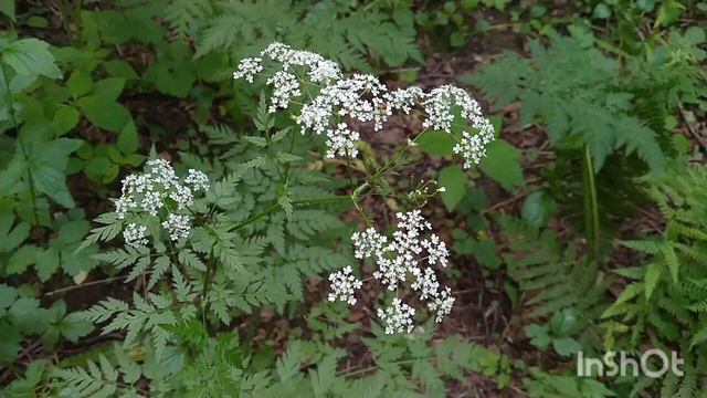 Летний лес 2022, июнь/Лятна гора 2022, юни/Summer Forest 2022, June #лесопарк #природа #relax смотреть онлайн