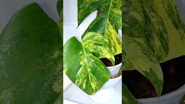 Монстера Альба и Монстера Еллоу Сплеш & Monstera Alba And Monstera Yellow Splash