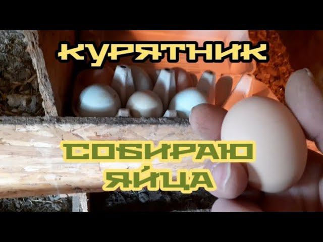 курочки хорошо несутся и это радует... смотреть онлайн