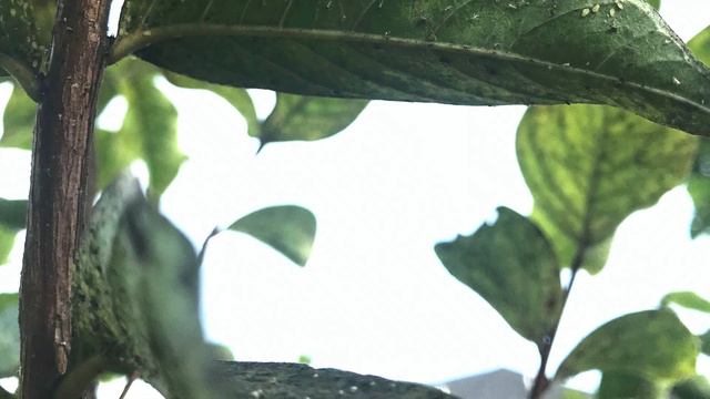 Treating Crepe Myrtles With Neem Oil Extract #CrepeMyrtles #Neemoil #insecticide #diy