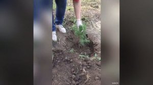 Пересадка туи летом