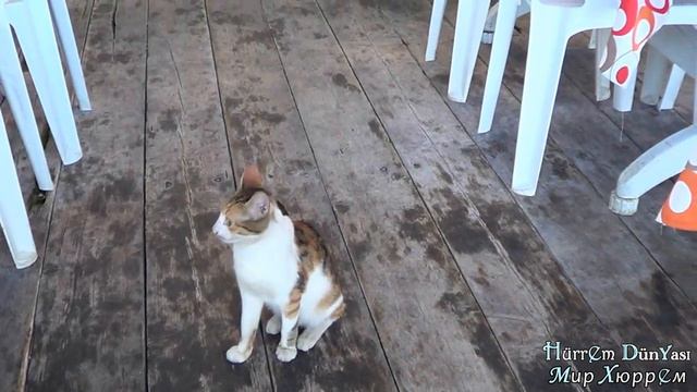 Деревенский зоо-ресторан :) Отдых на море и умилительные впечатления. BALIKLIOVA. İZMİR. TURKEY. смотреть онлайн