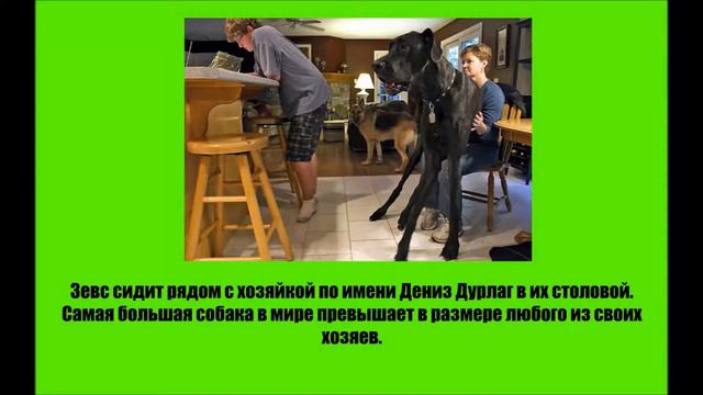 Самая большая собака в мире 2,2 метра - Это факт смотреть онлайн