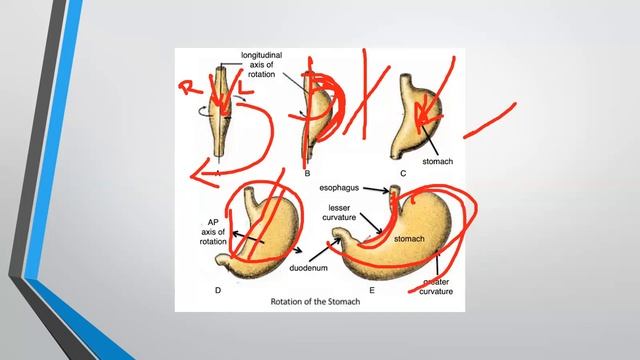 Lecture 88 # Gastroenterology | Embryology of GIT system смотреть онлайн