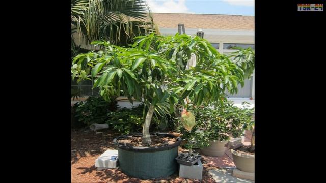 Mango Tree Bonsai - Most Amazing Fruits Farming Technique
