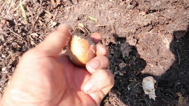 Самое эффективное удобрение сделает только КОМПОСТЕР смотреть онлайн