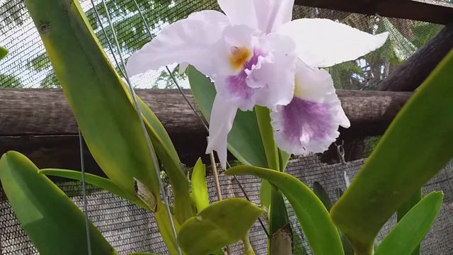 Cattleya labiata coerulea смотреть онлайн