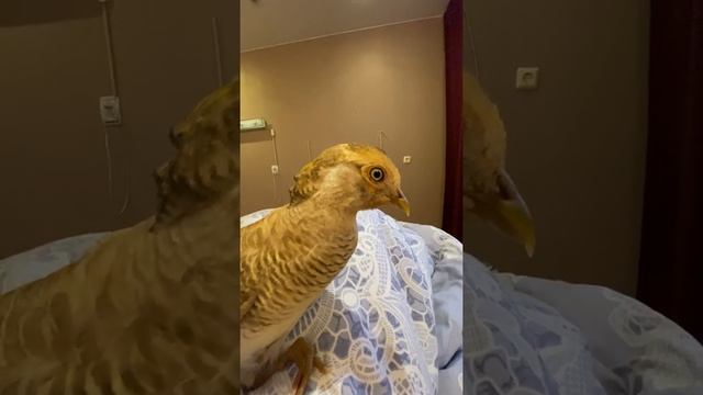 РАСШИРЯЮТСЯ ЗРАЧКИ У ФАЗАНА ? смотреть онлайн