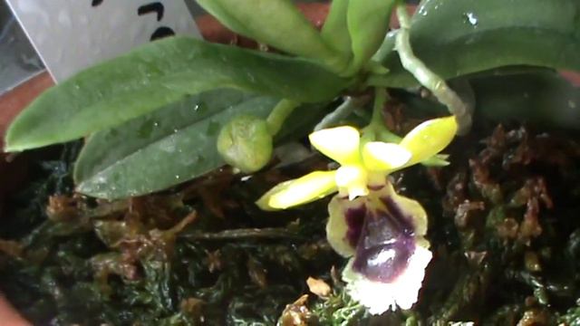 Орхидея Хараэлла. Haraella Retrocalla Variation.