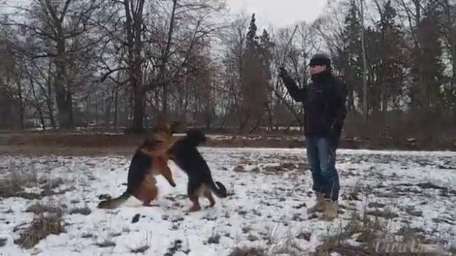 Немецкая овчарка. Прогулка в парке смотреть онлайн