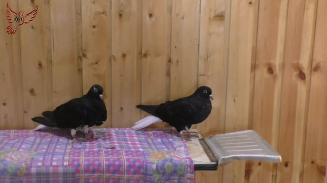 Сколько нужно времени, чтобы определить летные качества голубя. смотреть онлайн