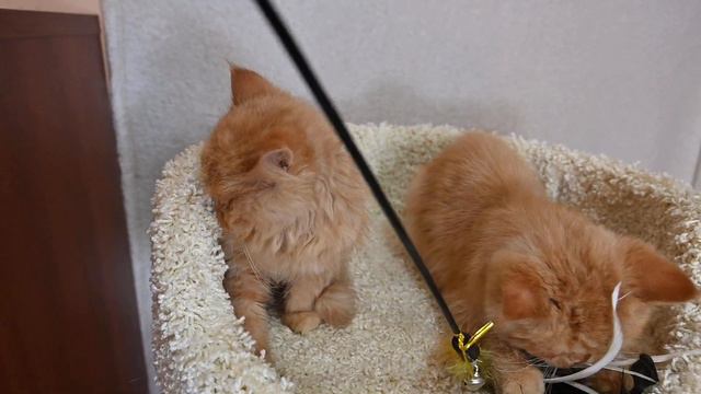 Рыжий экзот, красный экзотический короткошерстный котенок мальчик в продаже смотреть онлайн