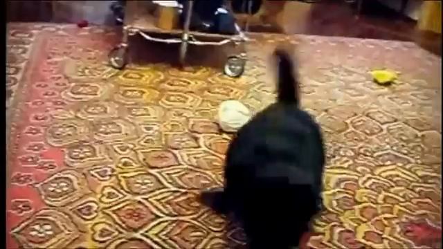 Cat vs Ermine / Кот и горностай )) смотреть онлайн