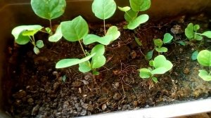 Тюльпановое дерево | Как вырастить тюльпановое дерево из семян|