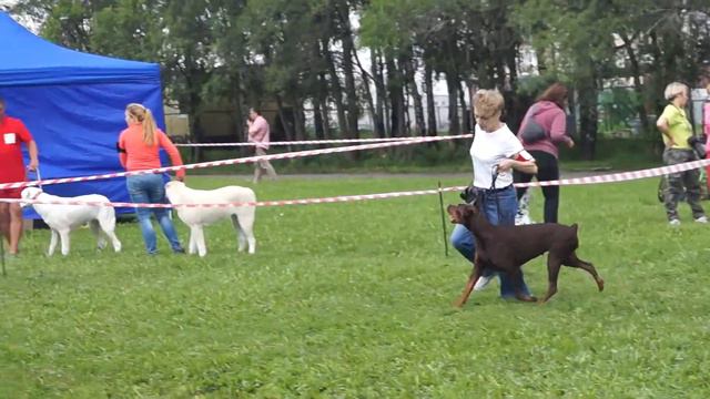 Моно доберманов г.Кемерово 12.08.2017 эксперт Сенашенко Е. смотреть онлайн