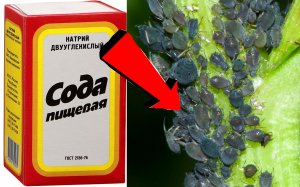 Как быстро избавиться от тли За 3 Секунды.!!!..!!!!!..!!!
