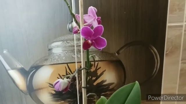 Как выбрать орхидею по уценке? Новая орха phal. Basel смотреть онлайн