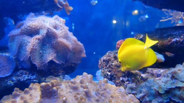 КАК ГОВОРЯТ ЖИВОТНЫЕ + НАСЕКОМЫЕ + ЖИВОТНЫЕ СЕВЕРА + ДИКИЕ ЖИВОТНЫЕ + ЗООПАРК +РАЗВИВАЮЩИЕ МУЛЬТИКИ смотреть онлайн