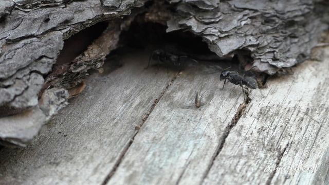 Forest ants on the trunk of an old tree. Camponotus vagus.Чёрный муравей-древоточец. смотреть онлайн