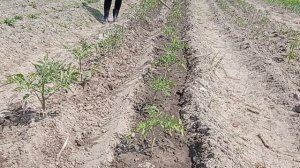 КАК Я ВЫРАЩИВАЮ ТОМАТЫ В ОТКРЫТОМ ГРУНТЕ.