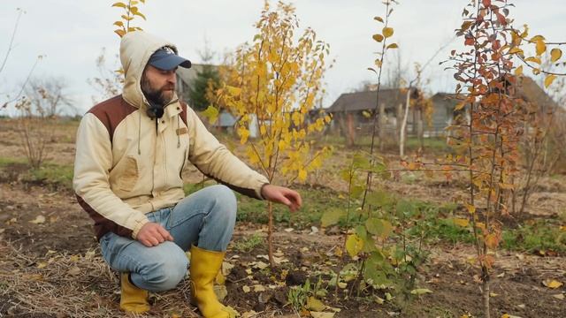 Орехи сможет вырастить даже ребенок.