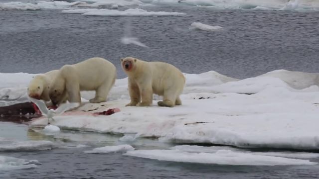 Белые медведи едят моржа на льдине в Чукотском море смотреть онлайн